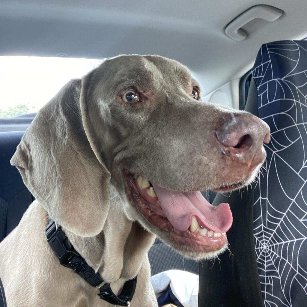 Boomer, an adoptable Weimaraner in LOXAHATCHEE, FL, 33470 | Photo Image 6