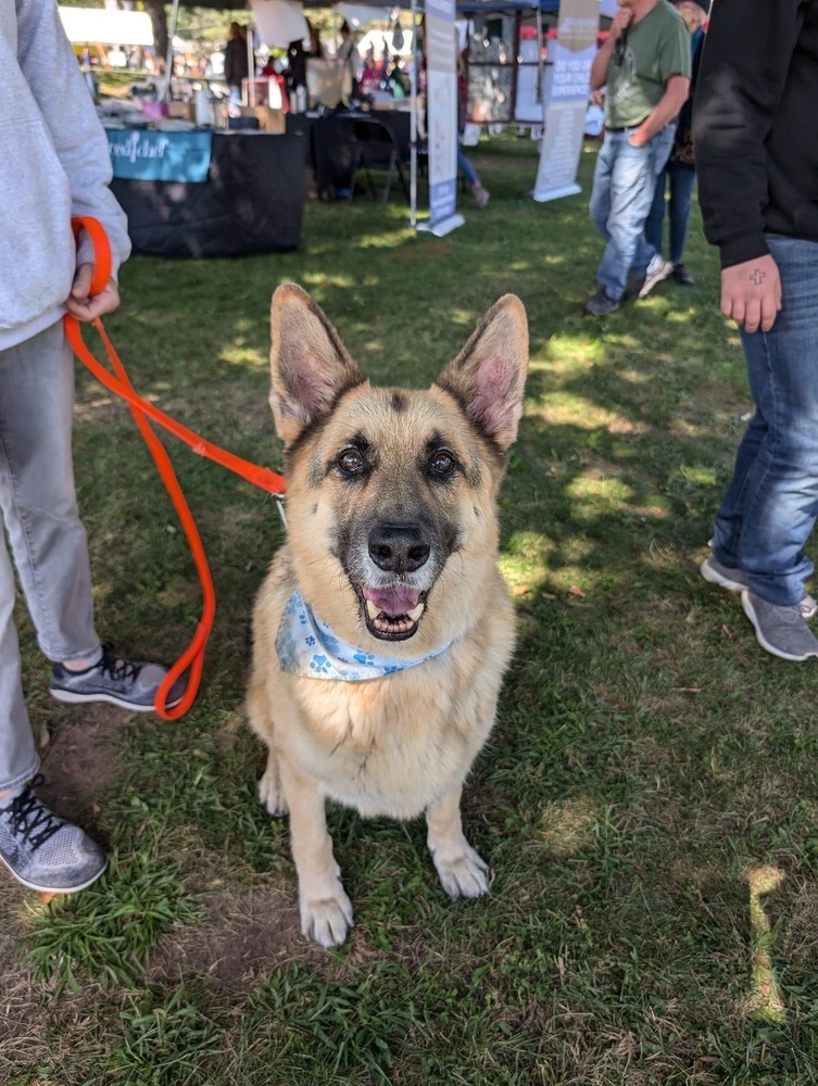 Louie, an adoptable German Shepherd Dog in Suamico, WI, 54173 | Photo Image 1