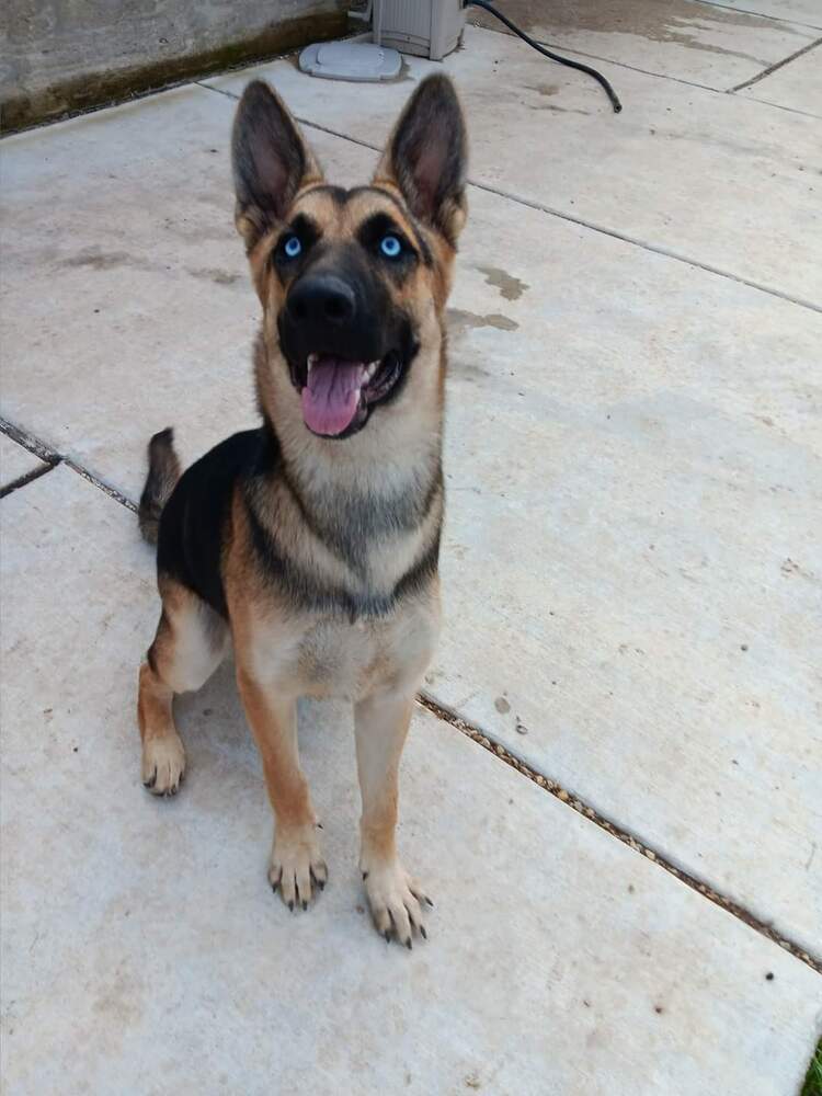 Lorelei, an adoptable German Shepherd Dog in Suamico, WI, 54173 | Photo Image 1