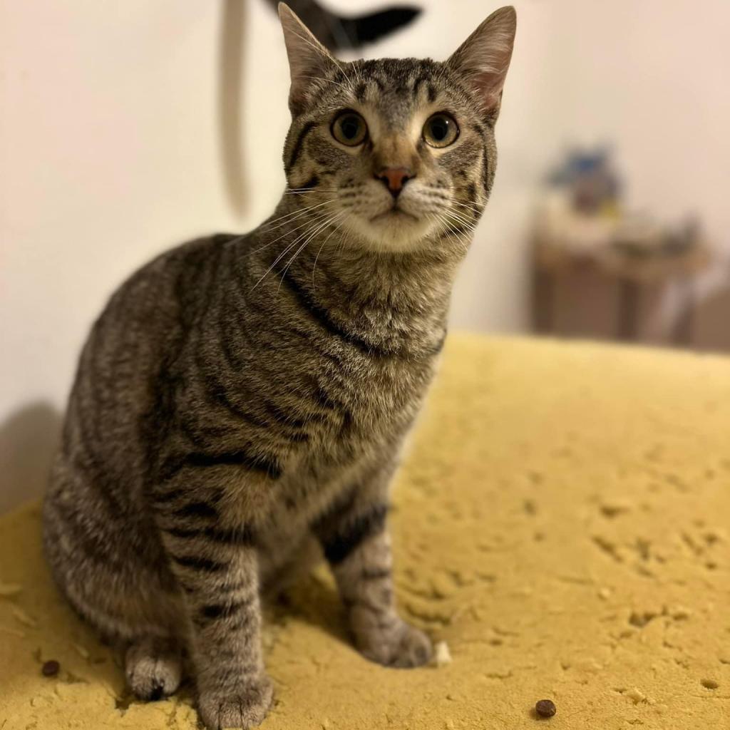 Wesson Hunter, an adoptable Domestic Short Hair in Eagle Mountain, UT, 84005 | Photo Image 5