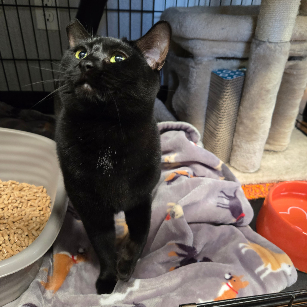 Tiny, an adoptable Domestic Short Hair in Nampa, ID, 83651 | Photo Image 1