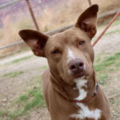 Pigeon, an adoptable Mixed Breed in Moab, UT, 84532 | Photo Image 1