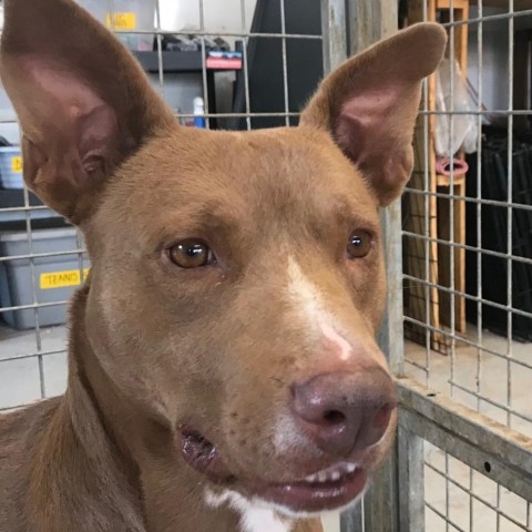 Pigeon, an adoptable Mixed Breed in Moab, UT, 84532 | Photo Image 3