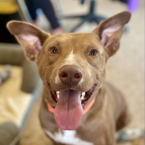 Pigeon, an adoptable Mixed Breed in Moab, UT, 84532 | Photo Image 4