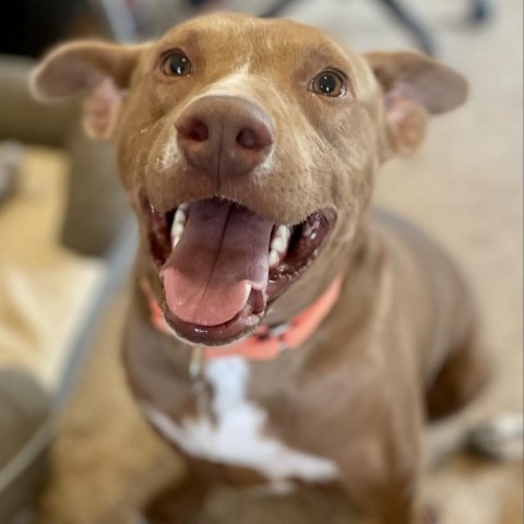 Pigeon, an adoptable Mixed Breed in Moab, UT, 84532 | Photo Image 5