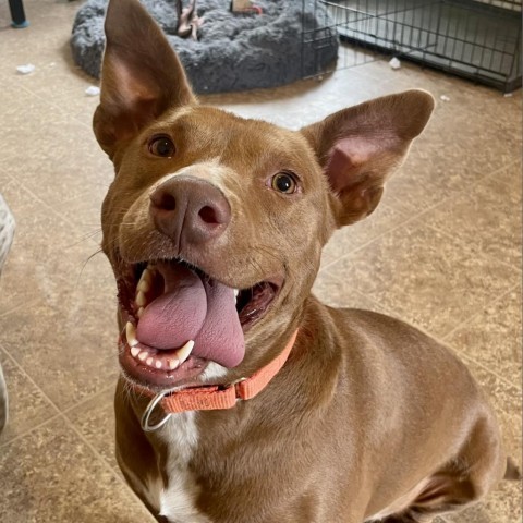 Pigeon, an adoptable Mixed Breed in Moab, UT, 84532 | Photo Image 6