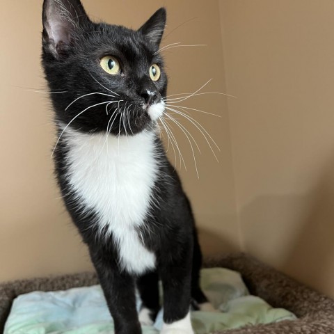 Max, an adoptable Domestic Short Hair in Wadena, MN, 56482 | Photo Image 1