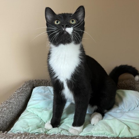 Max, an adoptable Domestic Short Hair in Wadena, MN, 56482 | Photo Image 4