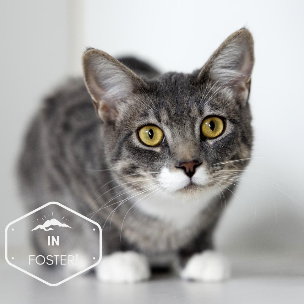 Conure, an adoptable Domestic Short Hair in Incline Village, NV, 89451 | Photo Image 1