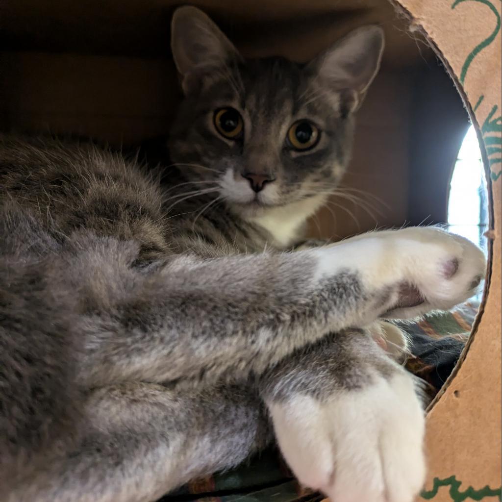 Conure, an adoptable Domestic Short Hair in Incline Village, NV, 89451 | Photo Image 2