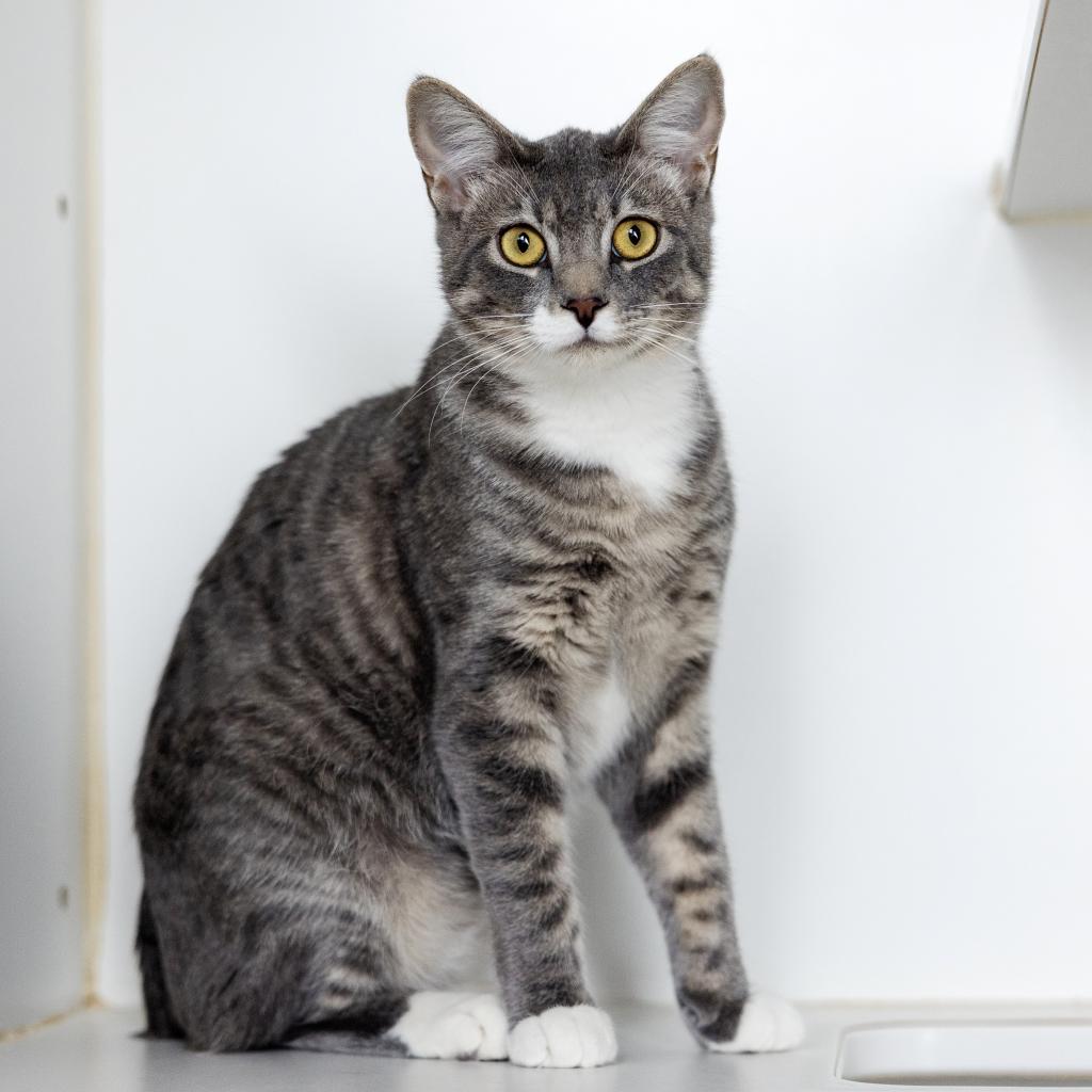 Conure, an adoptable Domestic Short Hair in Incline Village, NV, 89451 | Photo Image 3