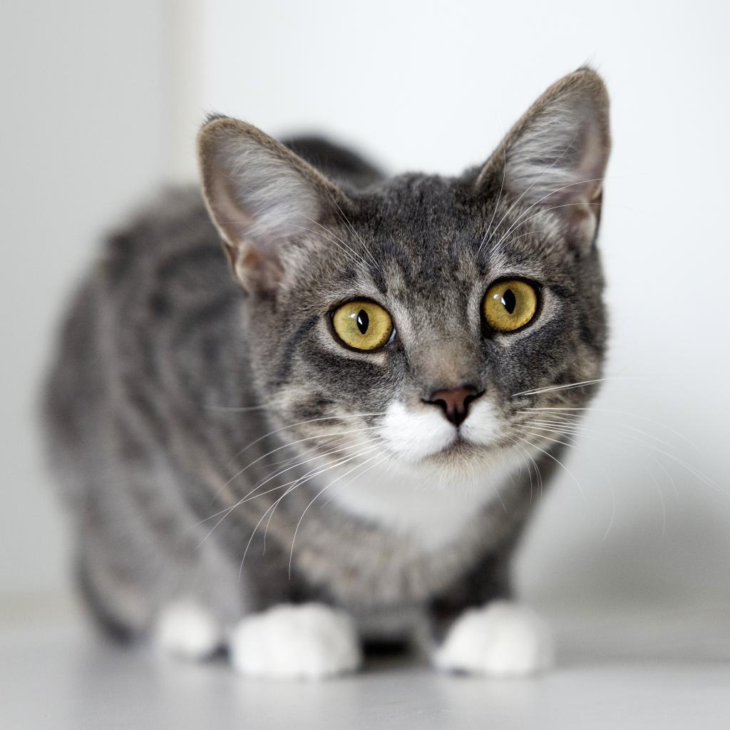 Conure, an adoptable Domestic Short Hair in Incline Village, NV, 89451 | Photo Image 4