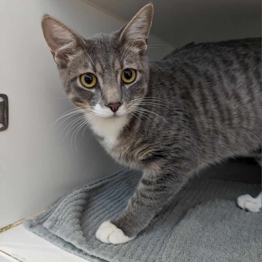 Conure, an adoptable Domestic Short Hair in Incline Village, NV, 89451 | Photo Image 5