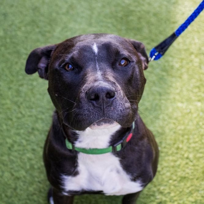 Bruno (In Foster)