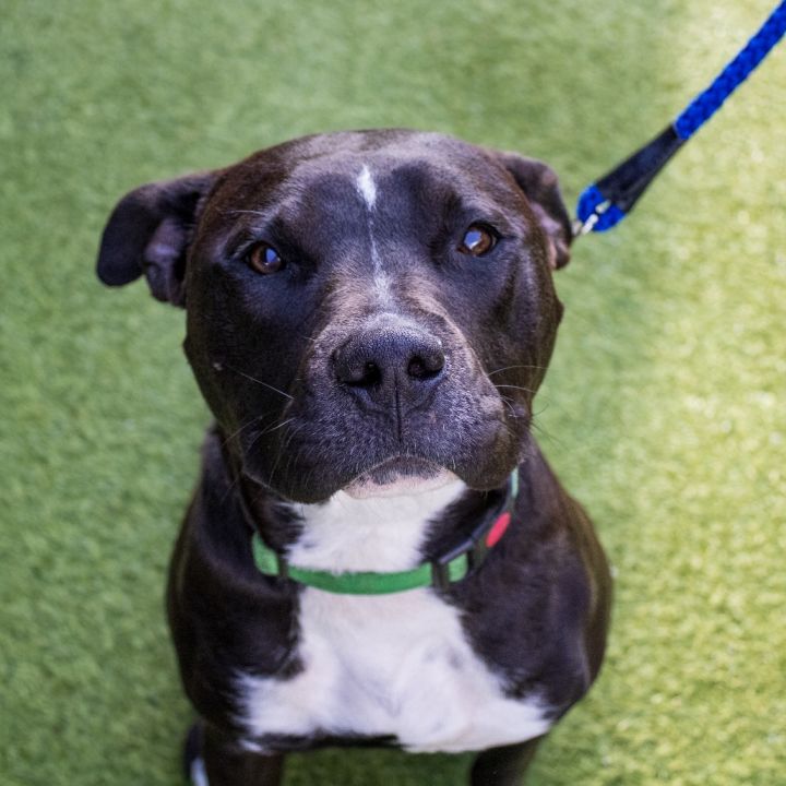 Bruno (In Foster) 1
