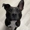 Bruno photo 1