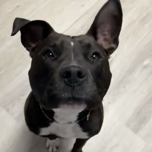 Bruno