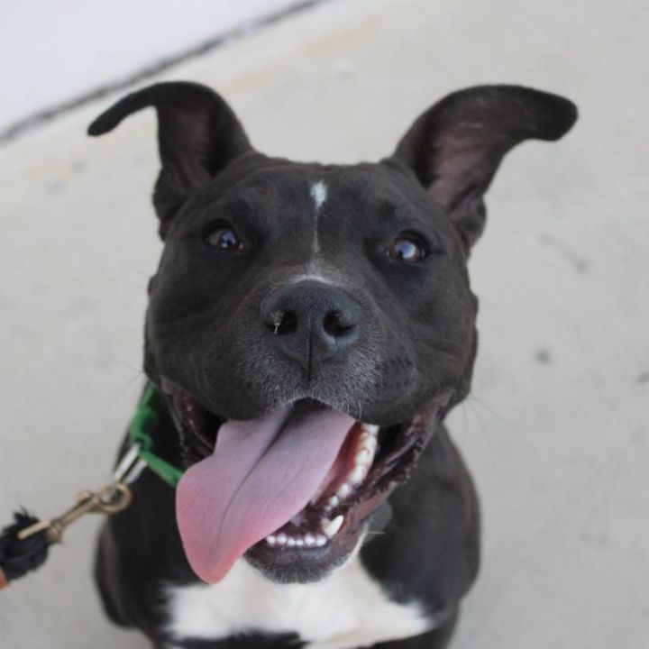 Bruno (In Foster) 2