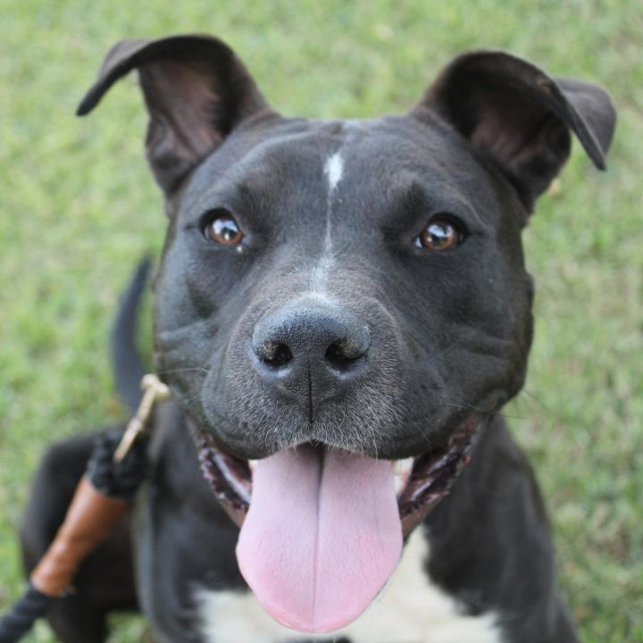 Bruno (In Foster) 3