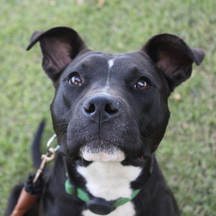 Bruno (In Foster) 4