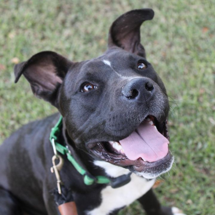 Bruno (In Foster) 5