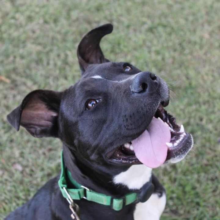 Bruno (In Foster) 6