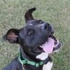 Bruno photo 6