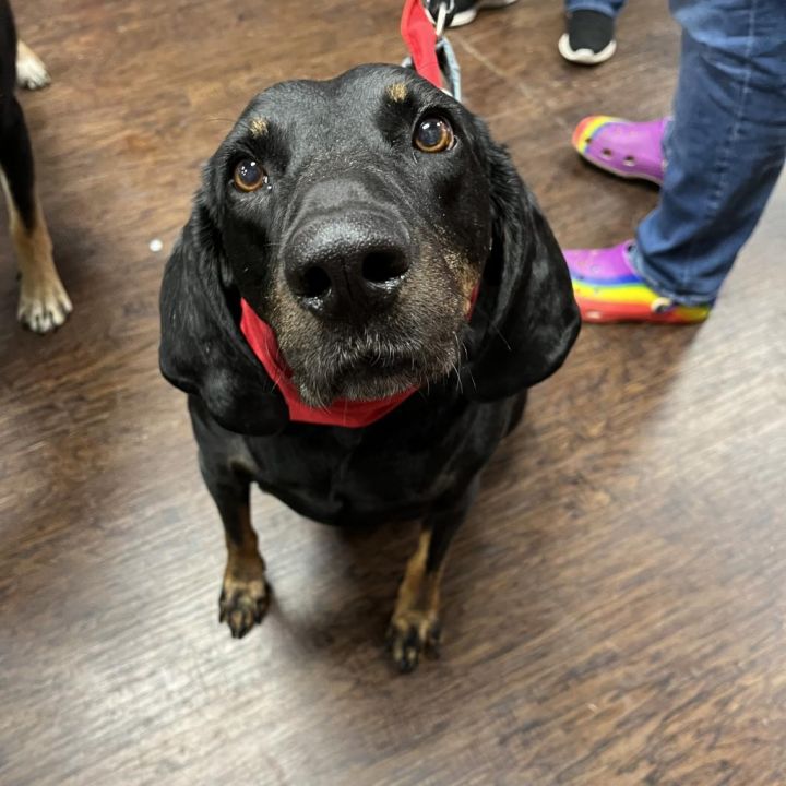 Trixie (adoption fee sponsored!) 1