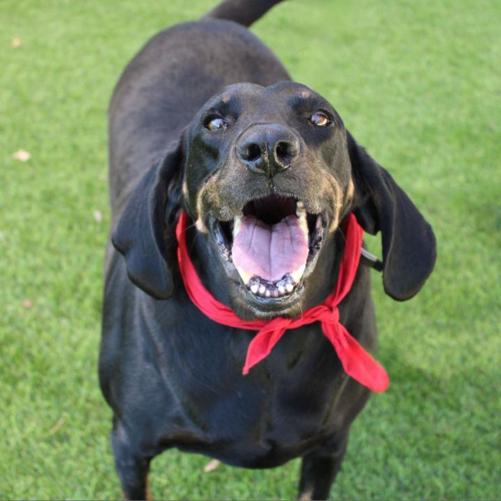 Trixie (adoption fee sponsored!) 2