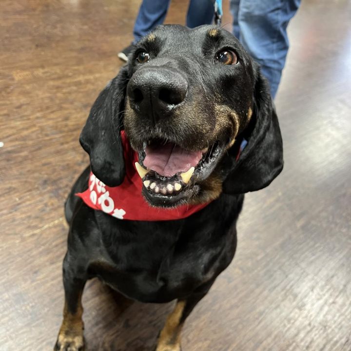 Trixie (adoption fee sponsored!) 4