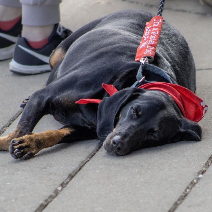 Trixie (adoption fee sponsored!) 5
