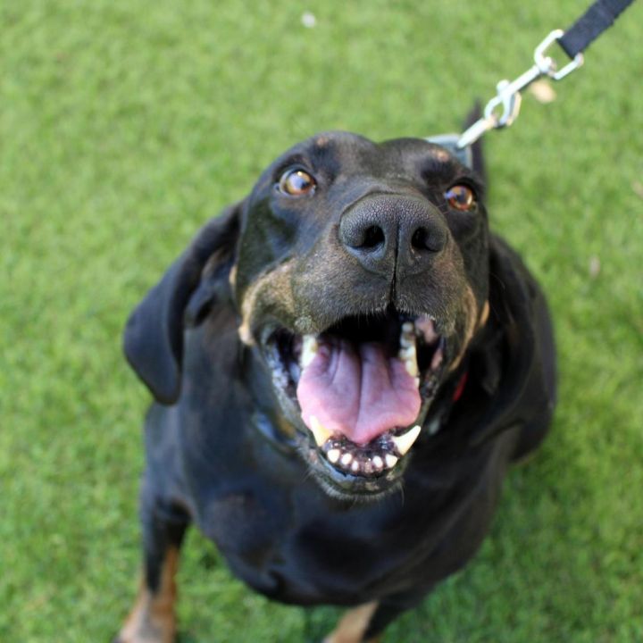 Trixie (adoption fee sponsored!) 6
