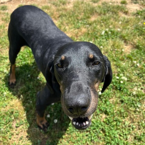 Trixie (adoption fee sponsored!) 2