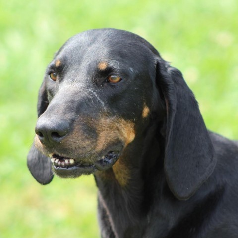 Trixie (adoption fee sponsored!) 4