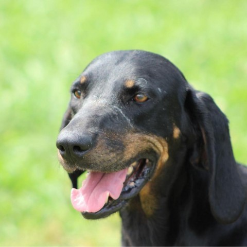 Trixie (adoption fee sponsored!) 5