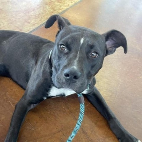 Bruno (In Foster) 4
