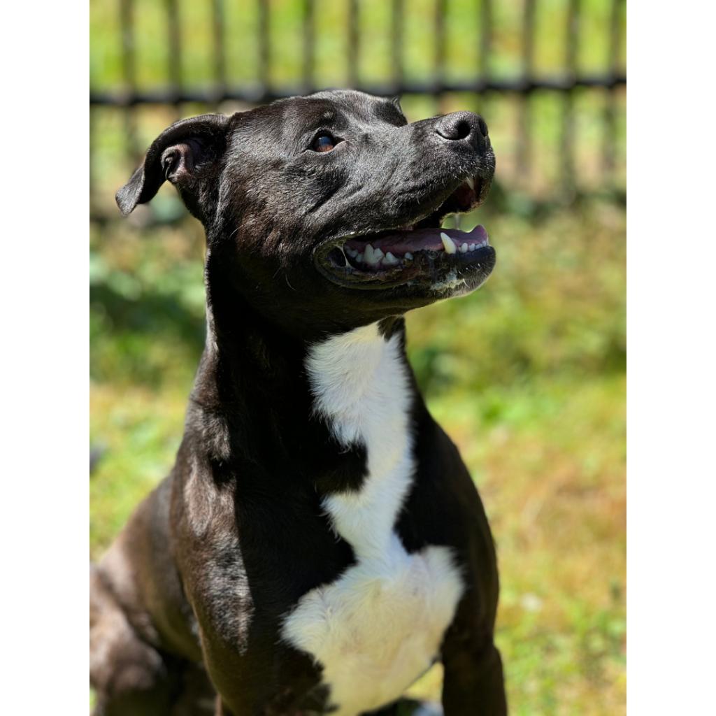 Bouncer, an adoptable Mixed Breed in South Haven, MI, 49090 | Photo Image 1