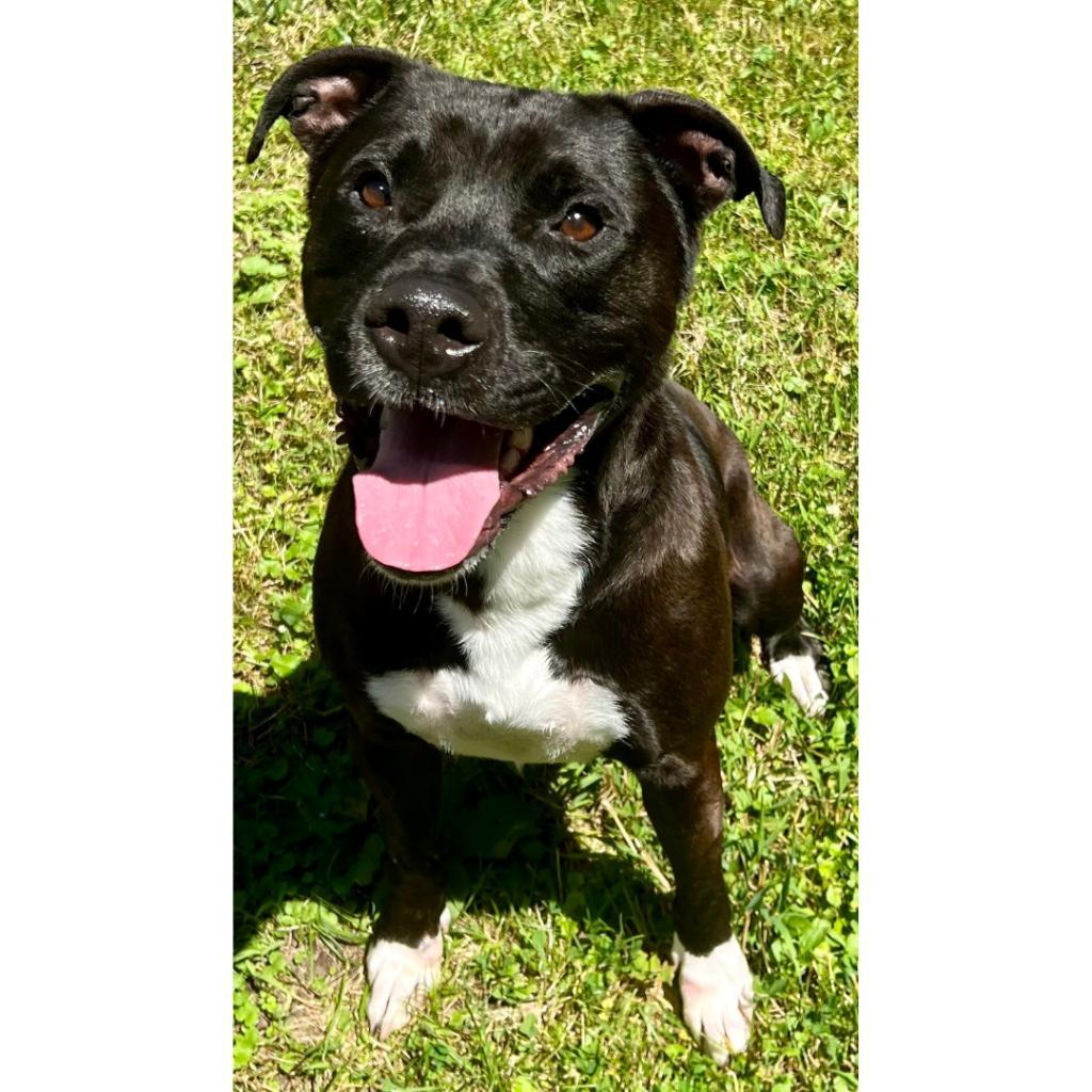 Bouncer, an adoptable Mixed Breed in South Haven, MI, 49090 | Photo Image 2