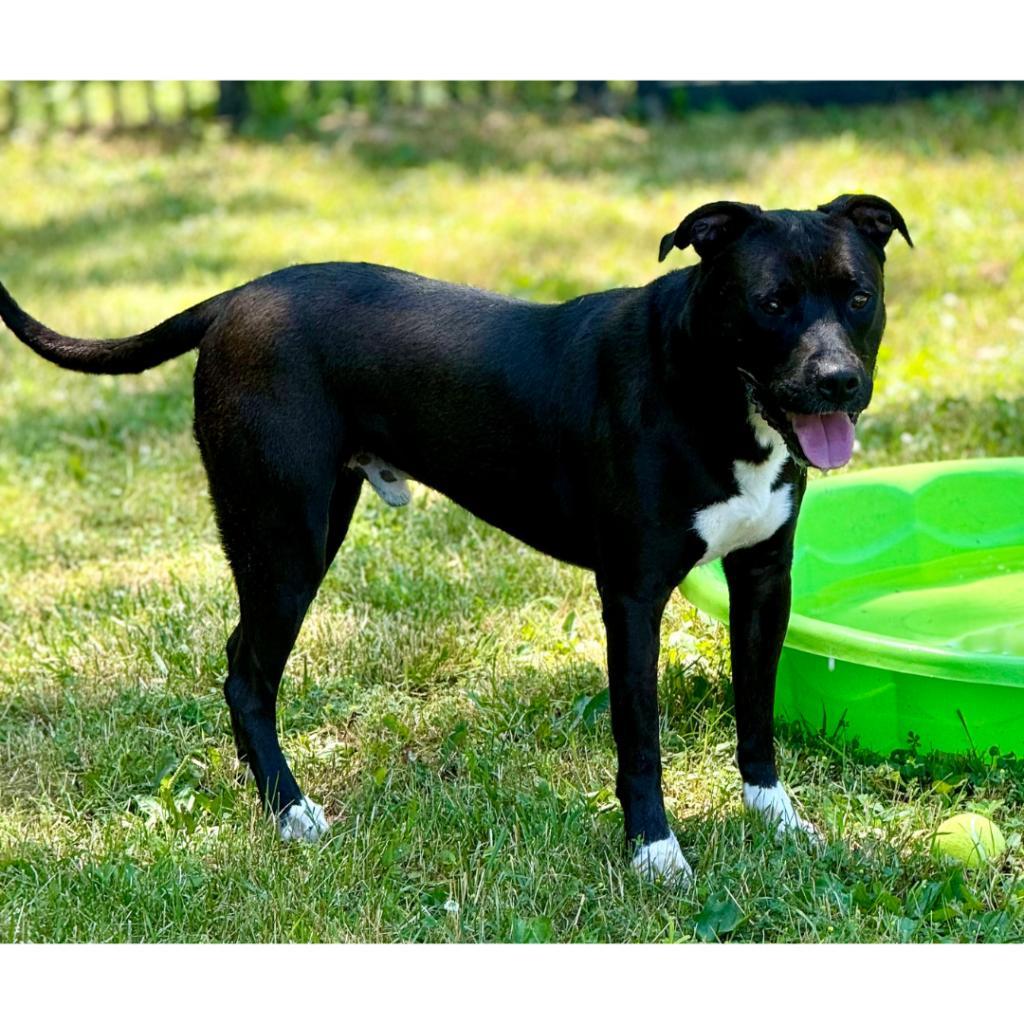 Bouncer, an adoptable Mixed Breed in South Haven, MI, 49090 | Photo Image 3