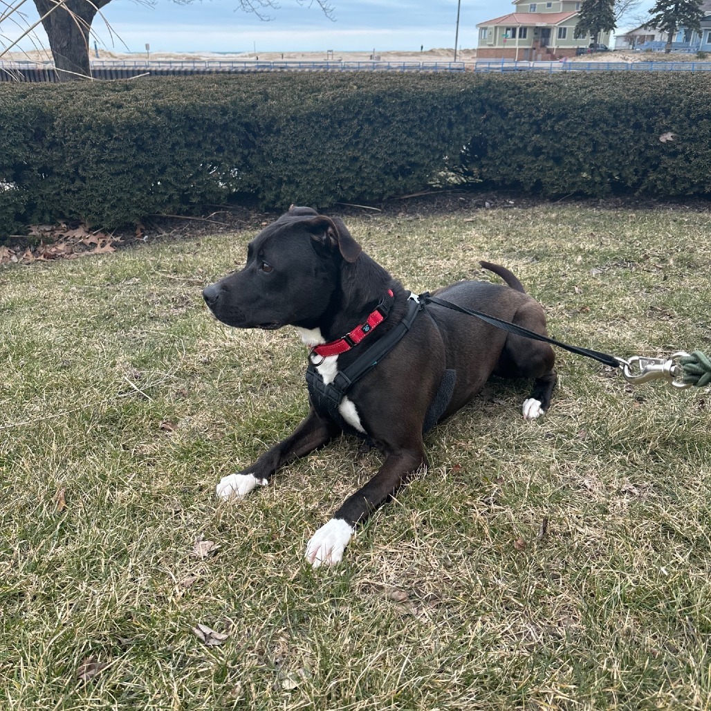 Bouncer, an adoptable Mixed Breed in South Haven, MI, 49090 | Photo Image 6