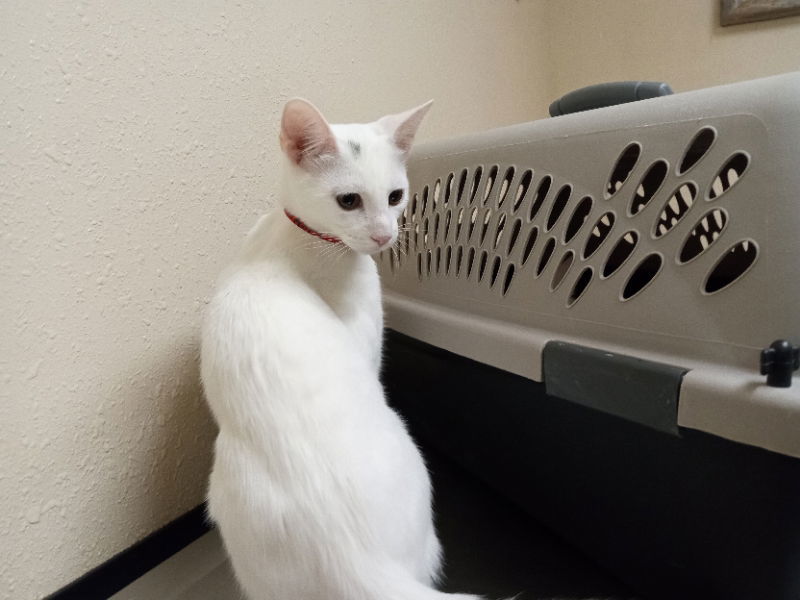 Drama, an adoptable Domestic Short Hair in Alturas, CA, 96101 | Photo Image 1