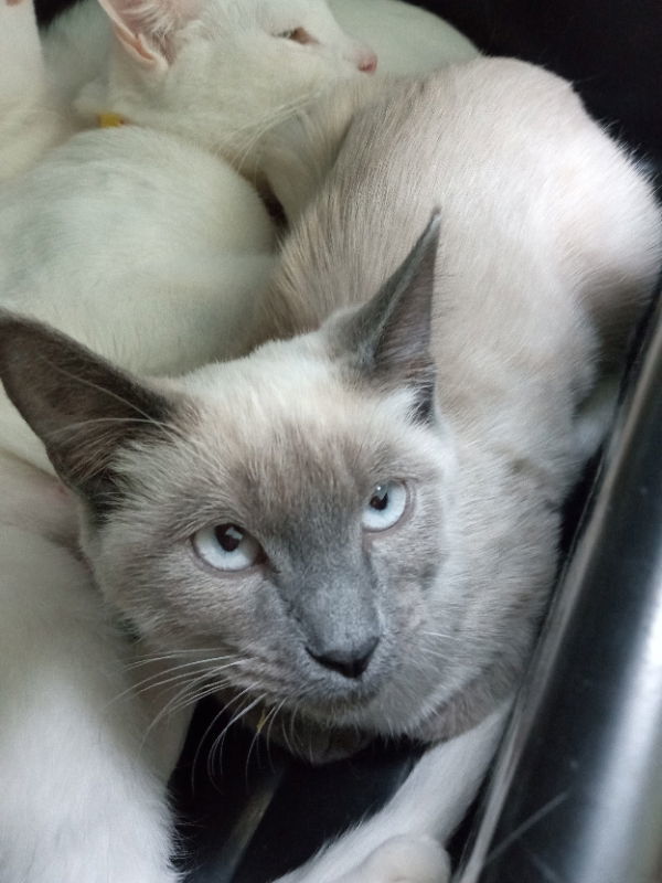 Daffodil, an adoptable Siamese in Alturas, CA, 96101 | Photo Image 1