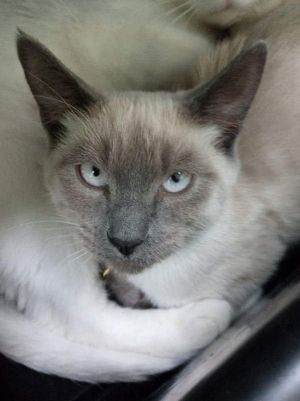 Daffodil, an adoptable Siamese in Alturas, CA, 96101 | Photo Image 2