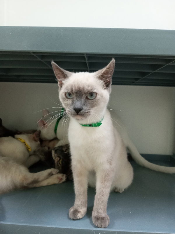 Darla, an adoptable Siamese in Alturas, CA, 96101 | Photo Image 1