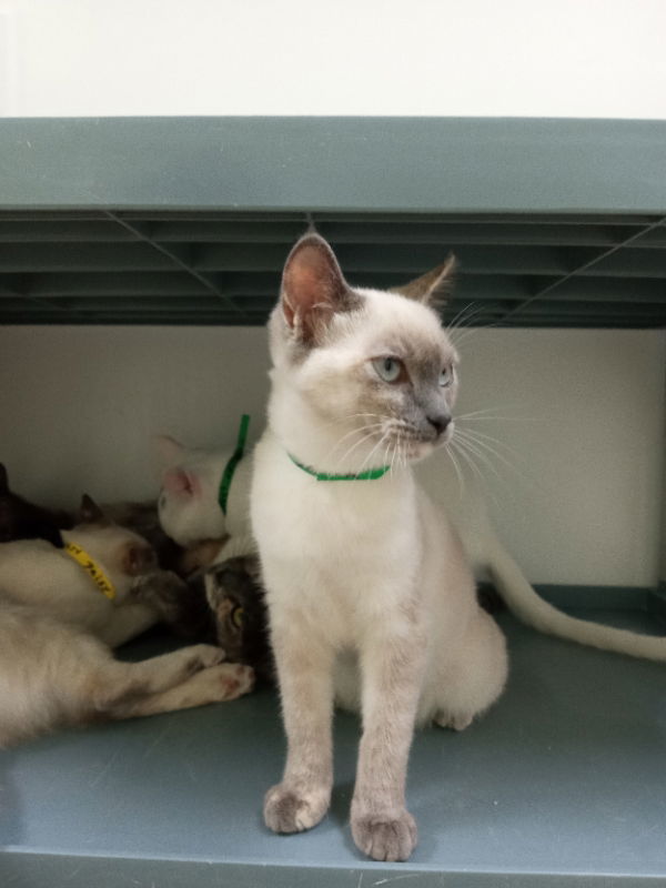 Darla, an adoptable Siamese in Alturas, CA, 96101 | Photo Image 2