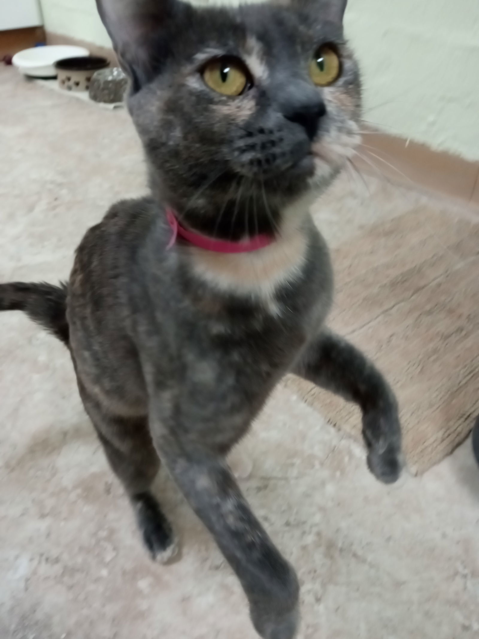 Delta Dawn, an adoptable Domestic Short Hair, Dilute Tortoiseshell in Alturas, CA, 96101 | Photo Image 2