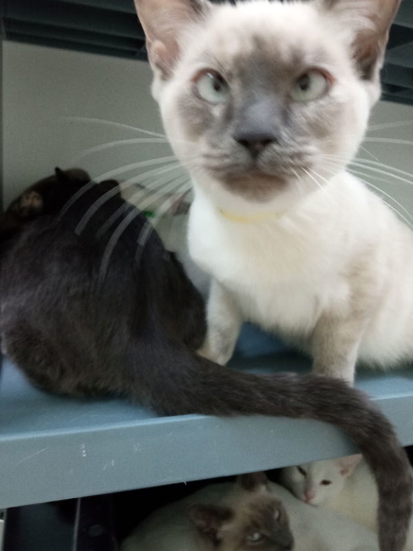 Daisy, an adoptable Siamese in Alturas, CA, 96101 | Photo Image 1