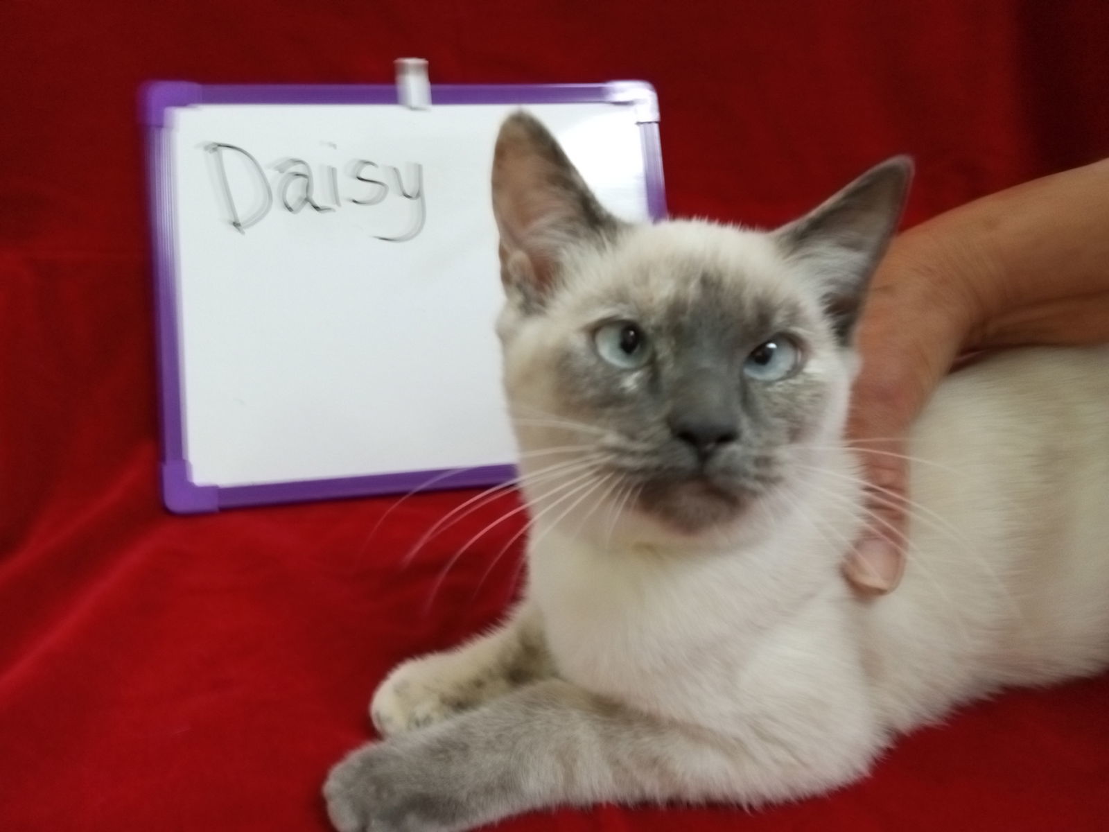 Daisy, an adoptable Siamese in Alturas, CA, 96101 | Photo Image 3