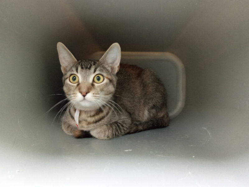 Becky, an adoptable Torbie in Alturas, CA, 96101 | Photo Image 1