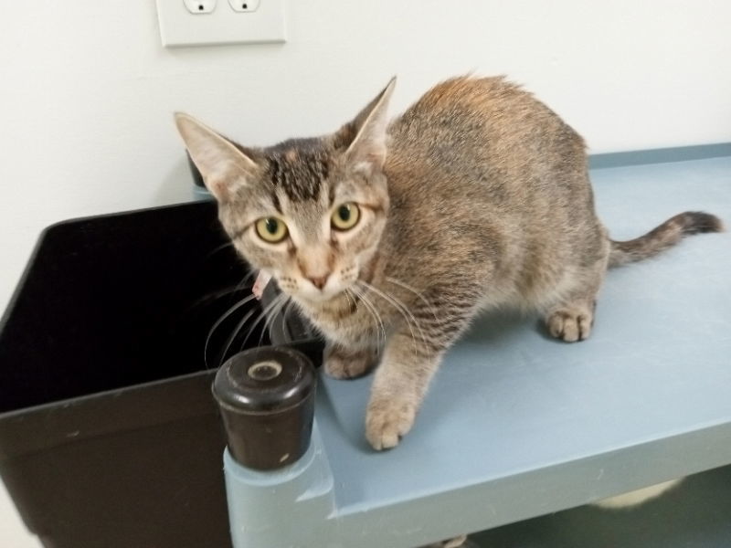 Becky, an adoptable Torbie in Alturas, CA, 96101 | Photo Image 2